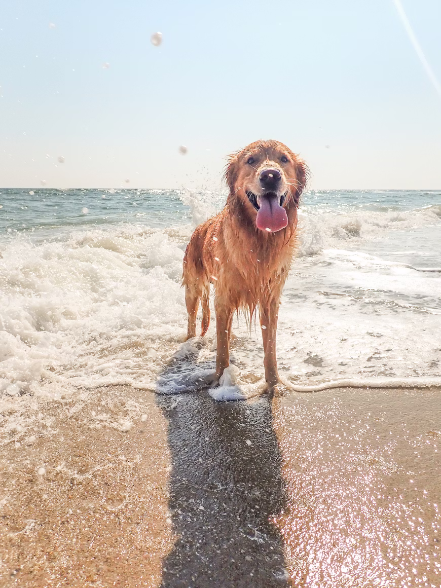 Beach dog
